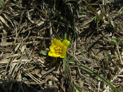 Zephyranthes filifolia