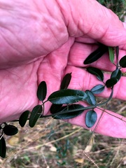 Jasminum didymum racemosum