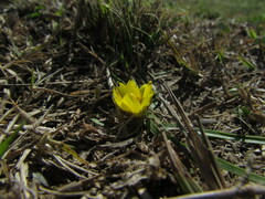 Zephyranthes filifolia