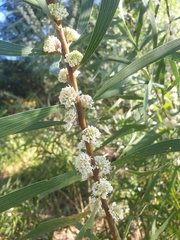 Hakea benthamii
