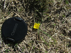 Zephyranthes filifolia