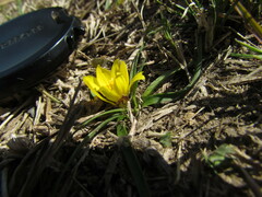 Zephyranthes filifolia