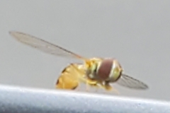 Toxomerus politus