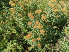 Spiraea stevenii