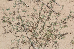 Phyllanthus warnockii