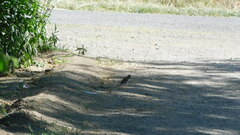 Passer domesticus domesticus