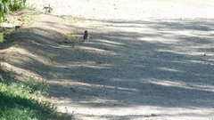 Passer domesticus domesticus