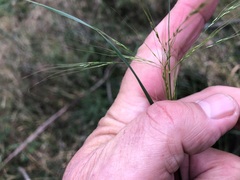 Austrostipa ramosissima