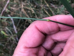 Austrostipa ramosissima