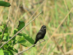 Knipolegus hudsoni