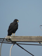 Buteogallus urubitinga