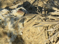 Tropidurus etheridgei