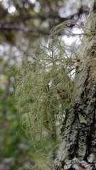 Ramalina peruviana