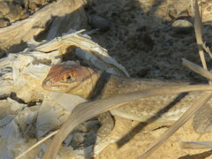 Tropidurus etheridgei