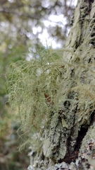 Ramalina peruviana