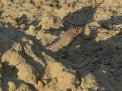 Tropidurus etheridgei