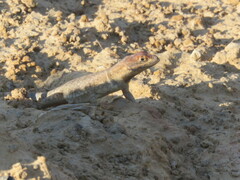 Tropidurus etheridgei