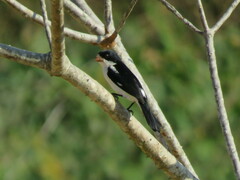 Sporophila leucoptera