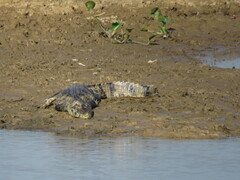 Caiman yacare