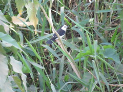 Fluvicola albiventer