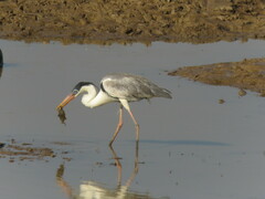 Ardea cocoi