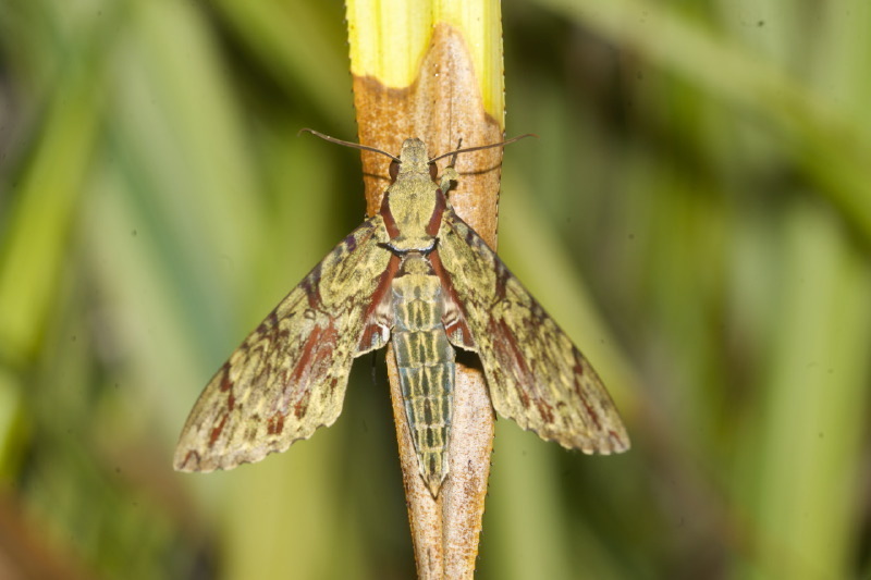 Walker's Hawkmoth from Régina, Guyane française on January 1, 2015 by ...