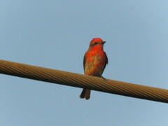 Pyrocephalus rubinus