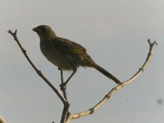 Embernagra platensis