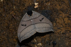 Automeris curvilinea