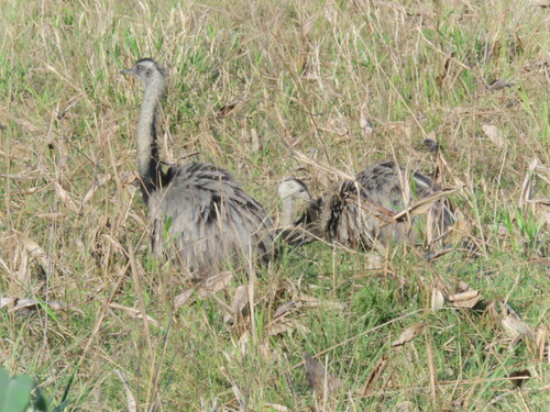 Bolivian Rhea