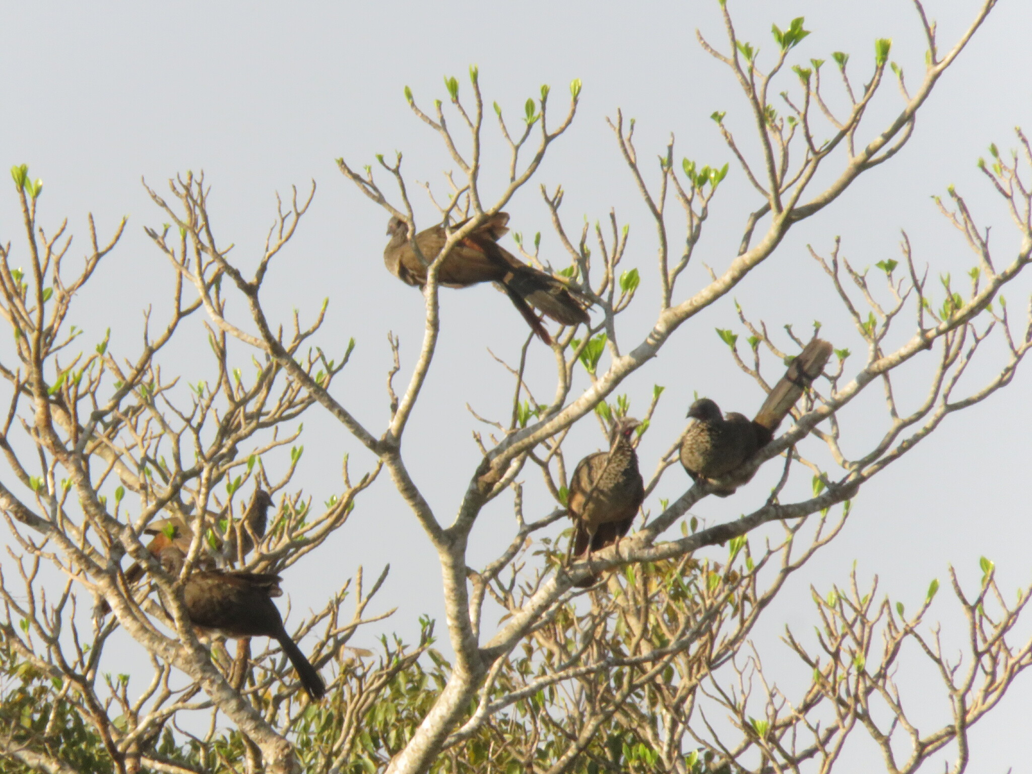 Speckled Chachalaca illustration
