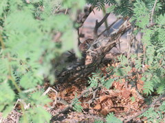 Tropidurus etheridgei