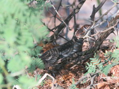 Tropidurus etheridgei