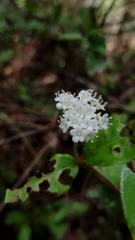 Viburnum lautum