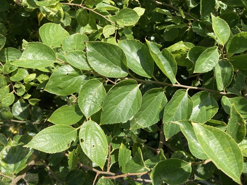 Chinese Hackberry (Celtis sinensis) · iNaturalist