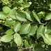Celtis sinensis - Photo (c) Bahamut Chao, μερικά δικαιώματα διατηρούνται (CC BY-NC), uploaded by Bahamut Chao