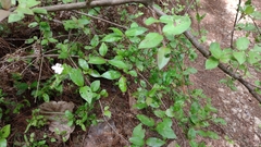 Viburnum lautum