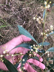 Acacia falcata