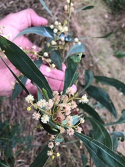 Acacia falcata