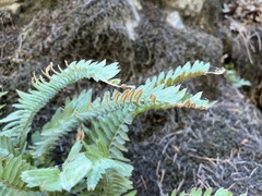 Polystichum imbricans imbricans