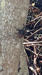 Aratus pisonii