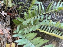 Polystichum imbricans imbricans