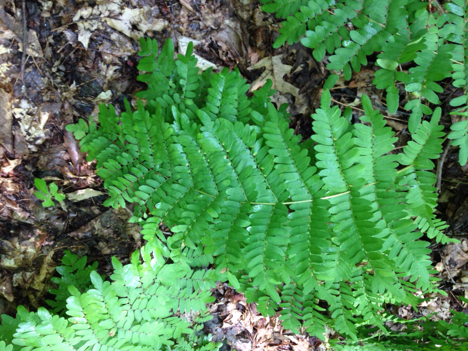Osmunda X ruggii