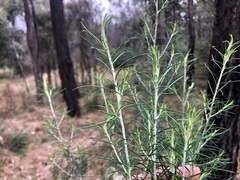 Cassinia laevis