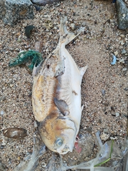 Trachinotus mookalee