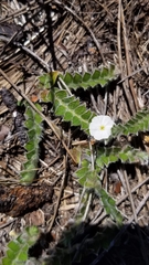 Evolvulus grisebachii