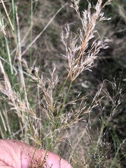 Austrostipa ramosissima