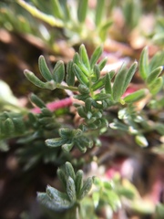 Oxytropis podocarpa