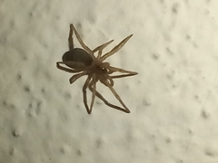 Filistata insidiatrix