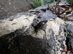 Etorofus obliteratus